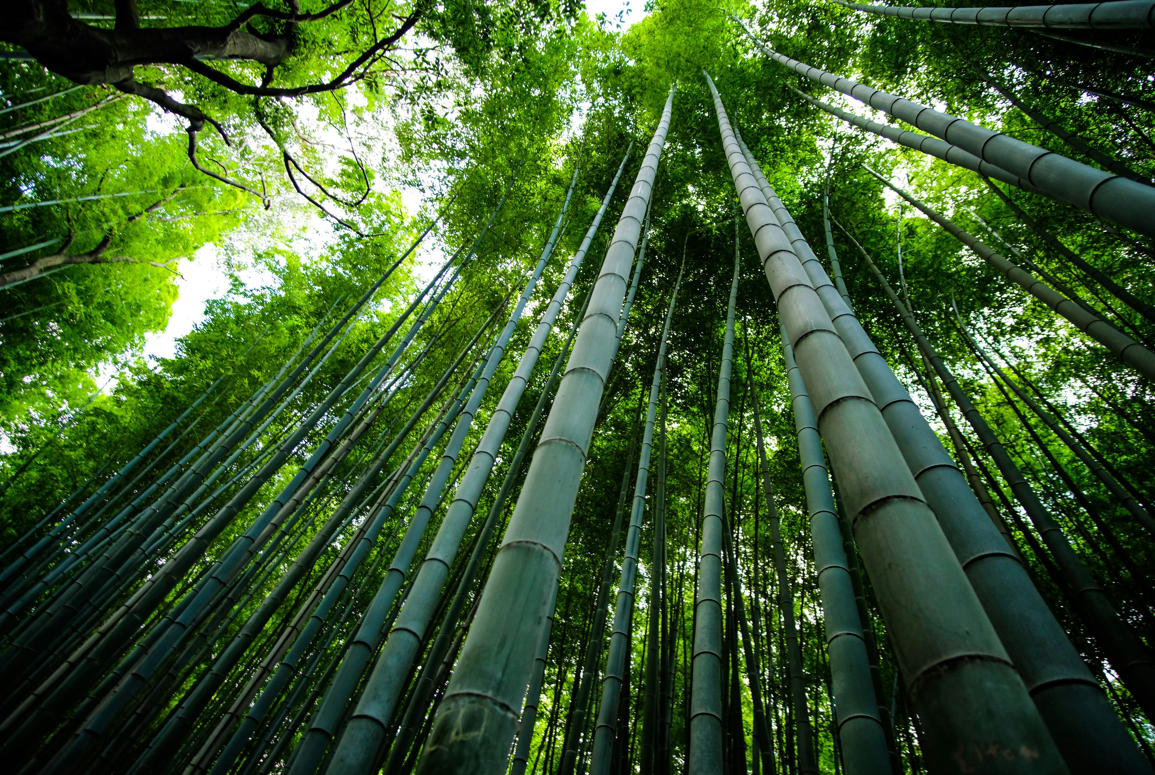 bamboo trees in a bamboo grove